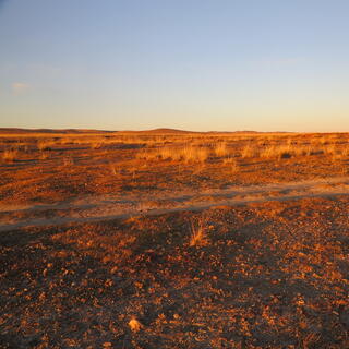 Tufts of grass pepper the sandy desert.