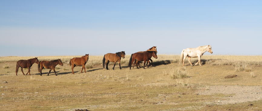 A white horse walks in front of a line of six brown horses.