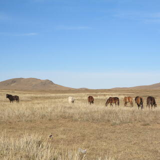 A black horse stands away from a group of brown and white horses.