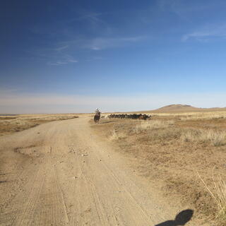 A man on a horse rounds up cattle.