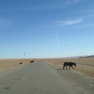 Three horses cross the highway.