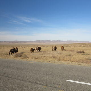 A small caravan of camels walk away from the road.
