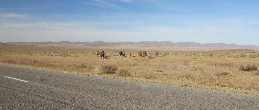 A small caravan of camels recede into the distance.