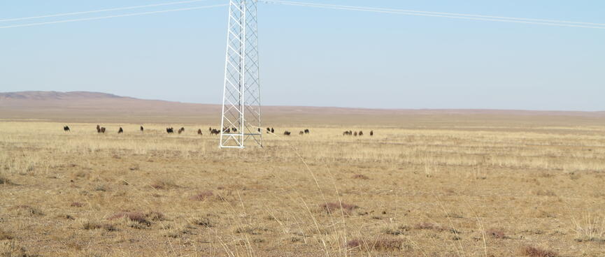 Camels watch me from a distance.
