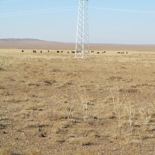Camels watch me from a distance.