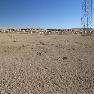 Sheep, goats, horses and yaks congregates around a power pylon.