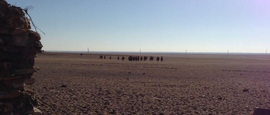 A herd of camels approach the camp compound.