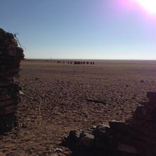 A herd of camels approach the camp compound.