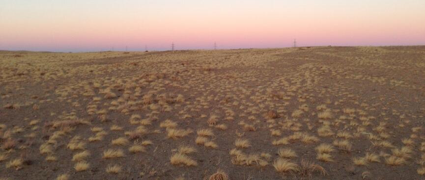 A brown hillside peppered with yellow tufts of tussock.