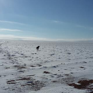 A dog stands in the sparkling snow and looks to his right.