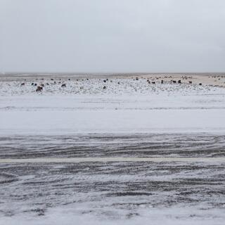 Black, brown and cream coated animals grave in a snow covered field.