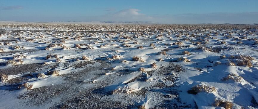 In a field, snow is arranged in a diagonal fashion where it has blown behind small shrubs.