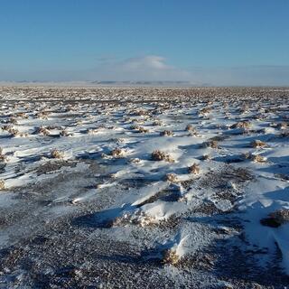 In a field, snow is arranged in a diagonal fashion where it has blown behind small shrubs.