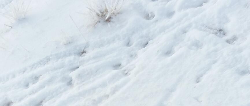 Round depressions in the snow and long drag marks.