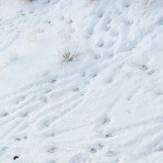 Round depressions in the snow and long drag marks.