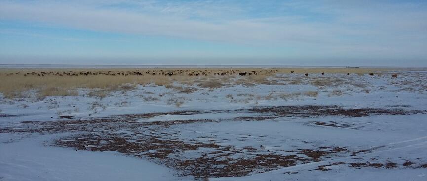 A large herd of animals stand in the brown grass on the far side of a snowy field.