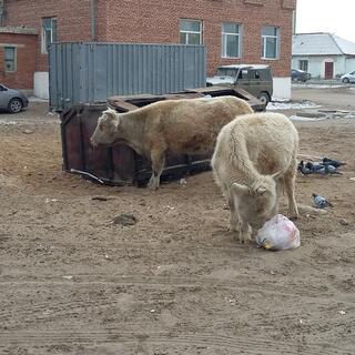 Pigeons and cows retrieve rubbish from an open skip.