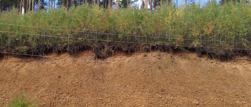 Trees hold on despite heavy erosion.