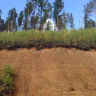 Trees hold on despite heavy erosion.