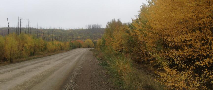 Gold and green foliage lines the road.