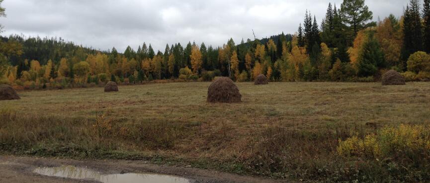 Mounds of dried grass, in a field fringed by gold and green trees.