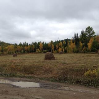 Mounds of dried grass, in a field fringed by gold and green trees.