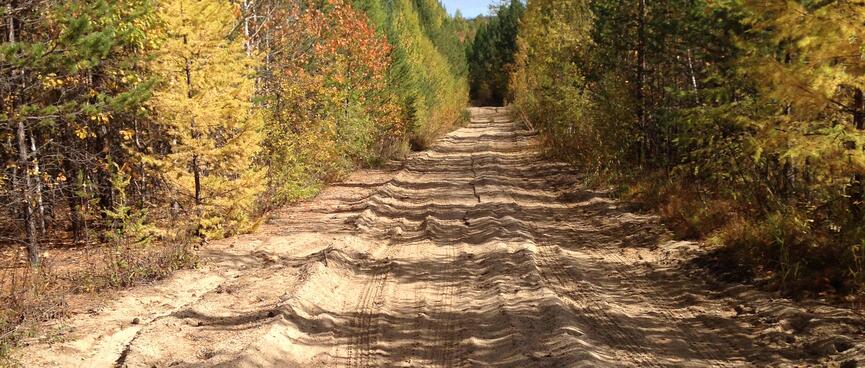 Shadows from trees lining the dort road.