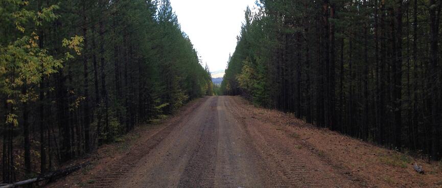 Pine needles coat a damp, tree lined trail.