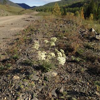 Cream coloured flowers sprout between rocks on the roadside.