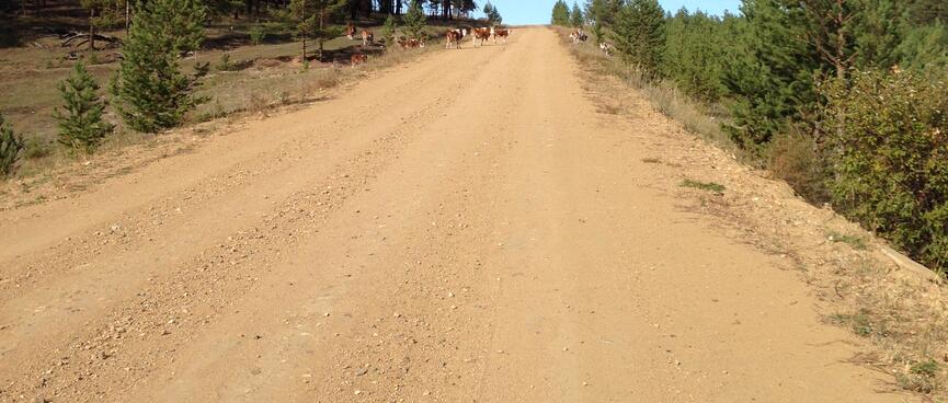 Cows crossing a long dirt road.