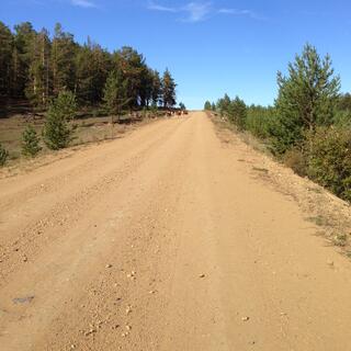 Cows crossing a long dirt road.