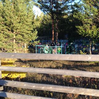 Behind a wooden fence, blue steel pens sit amongst the trees.