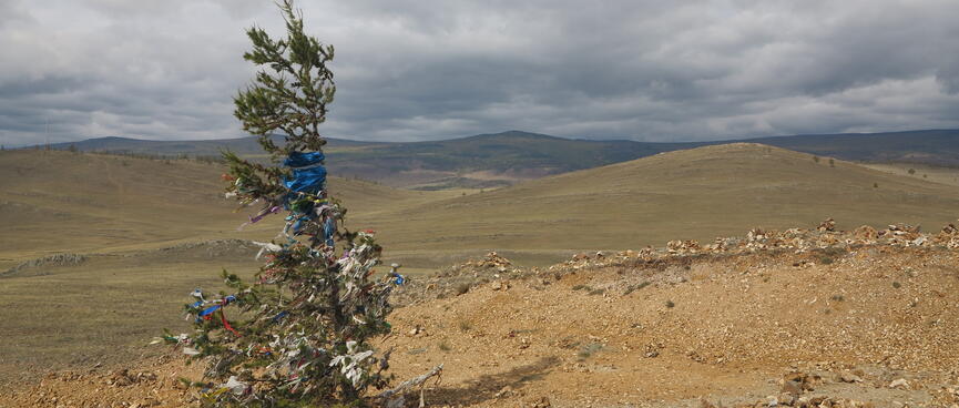 A small tree bends over in the wind.