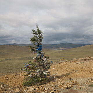 A small tree bends over in the wind.