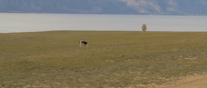 A black and white cow grazes on a hilltop.
