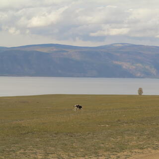 A black and white cow grazes on a hilltop.