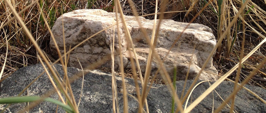 A white rock in the beach grass.