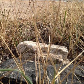 A white rock in the beach grass.