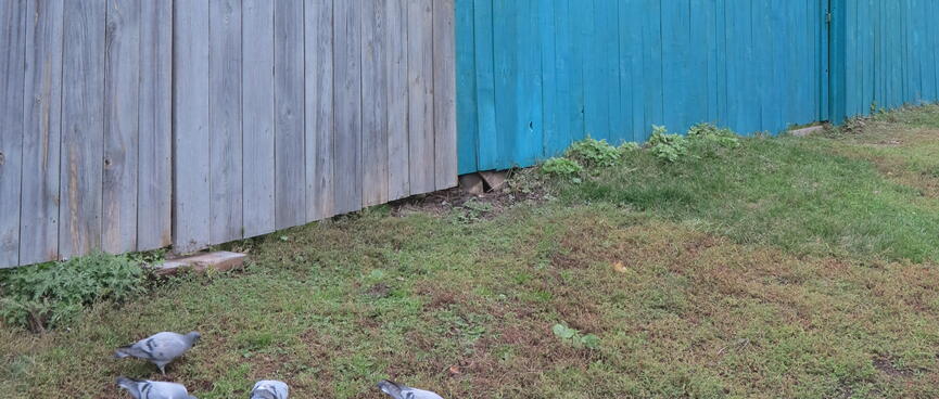 Pigeons next to a half-painted wooden fence.