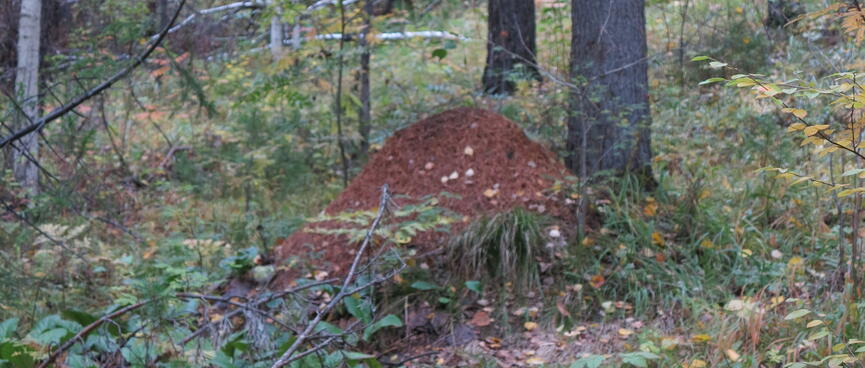 A mound of dirt amongst the trees.