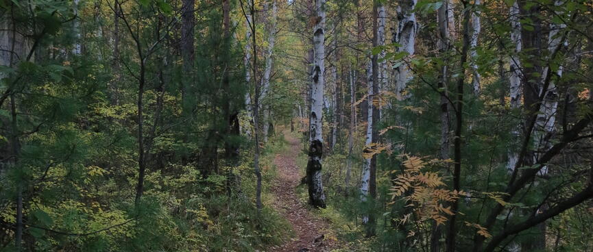 The path winds through the forest.