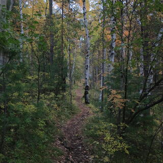 The path winds through the forest.