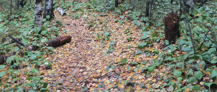 A wider section of the leaf-covered path.