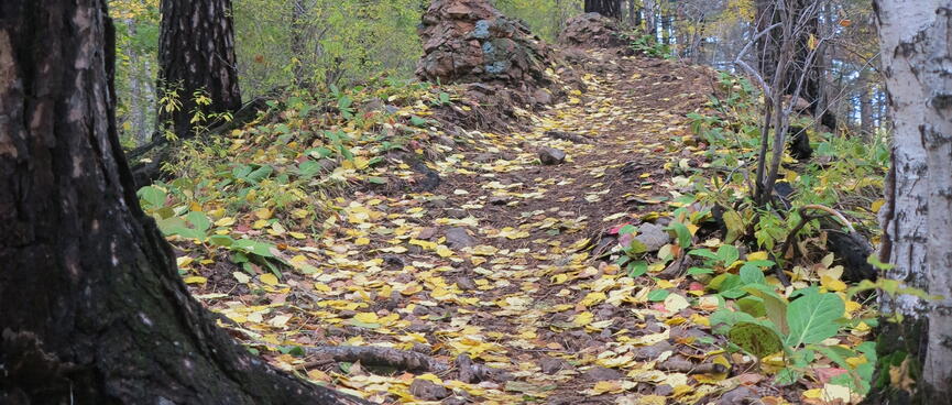 Tree roots penetrate the leafy trail.