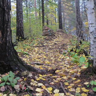 Tree roots penetrate the leafy trail.