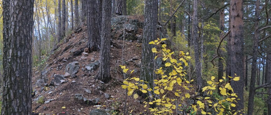 The trail runs up a forested ridge.