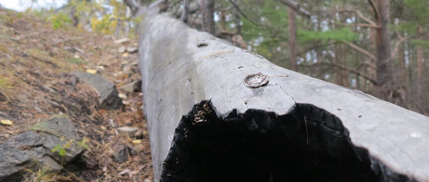 A fallen tree at the trail side.
