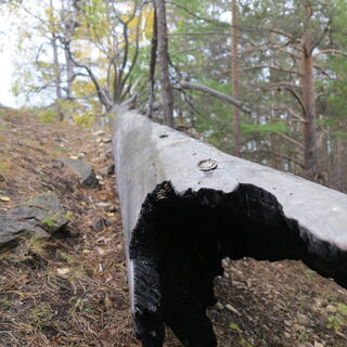A fallen tree at the trail side.