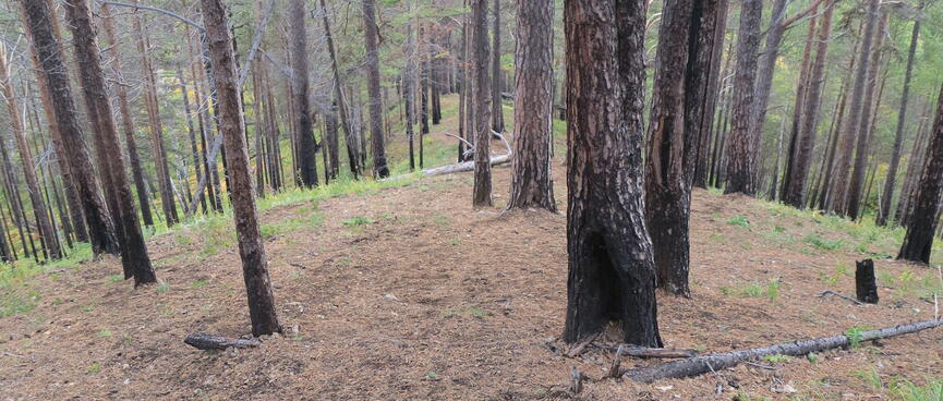 The wide and steep descent through the trees.