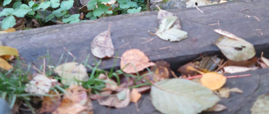 Leaves on evenly spaced wooden planks.